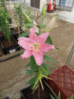 [4659 DJ OR-07 No01.JPG]